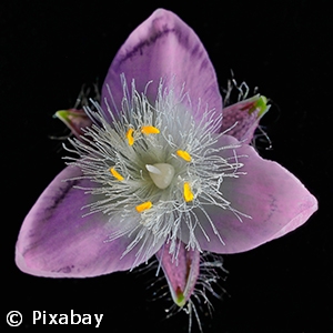 TRADESCANTIA