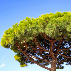 UMBRELLA PINE