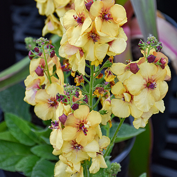 MULLEIN