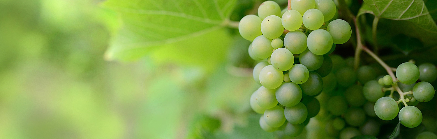 VITIS CONCORD SEEDLESS