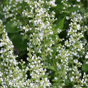 CALAMINT