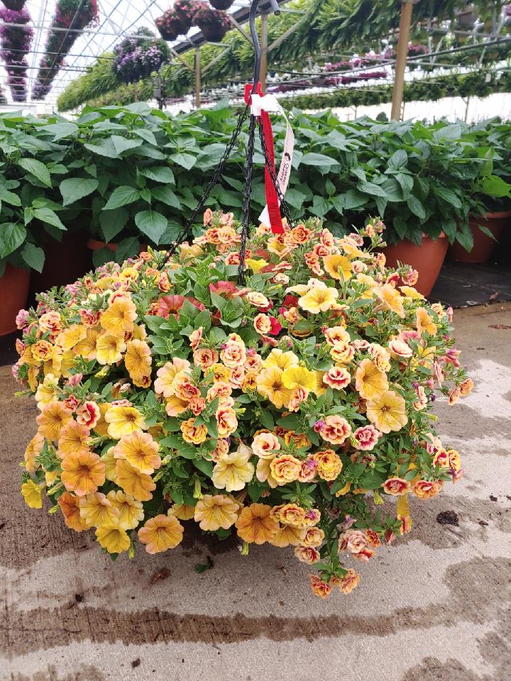 Basket Image