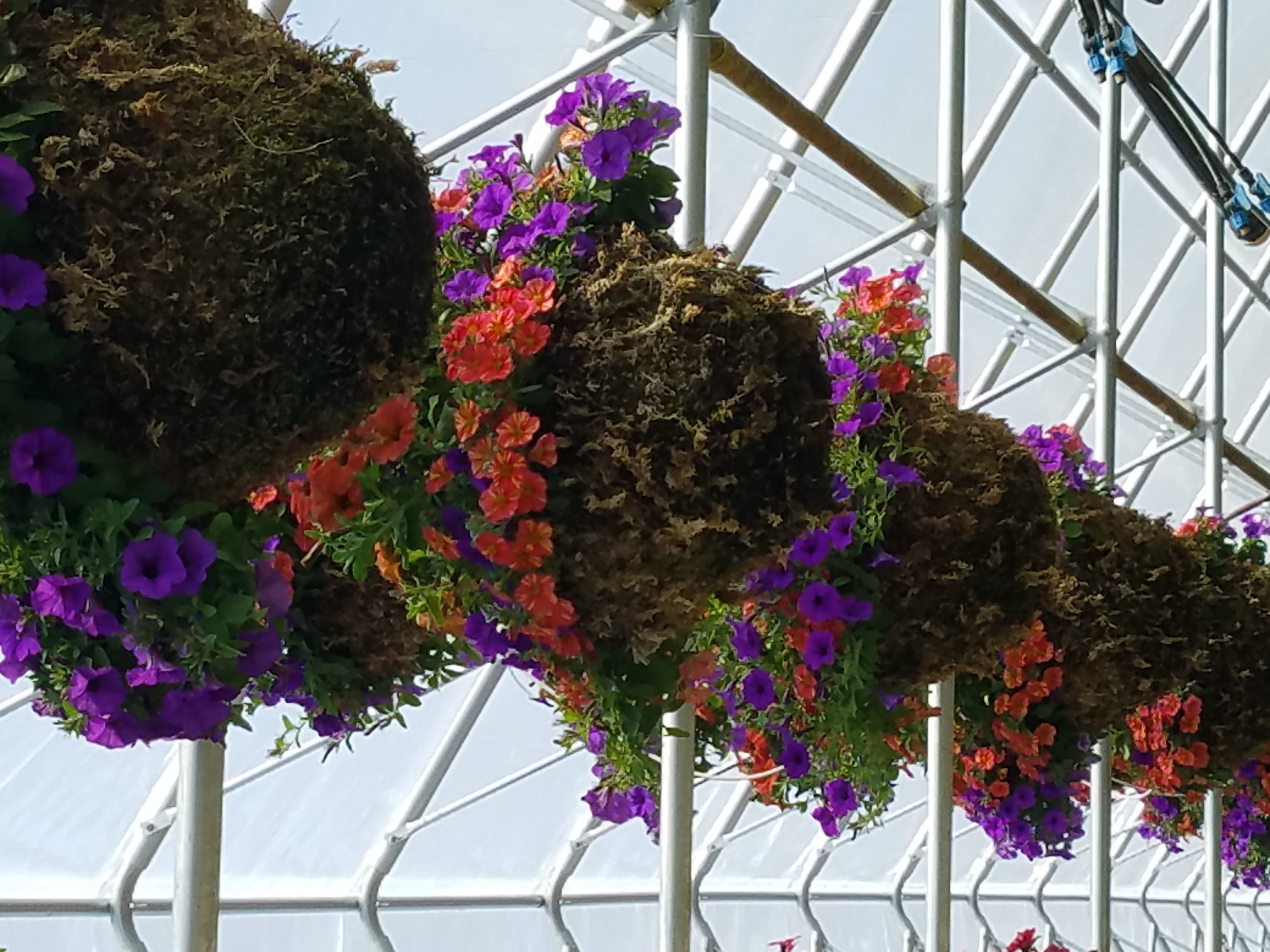 Basket Image