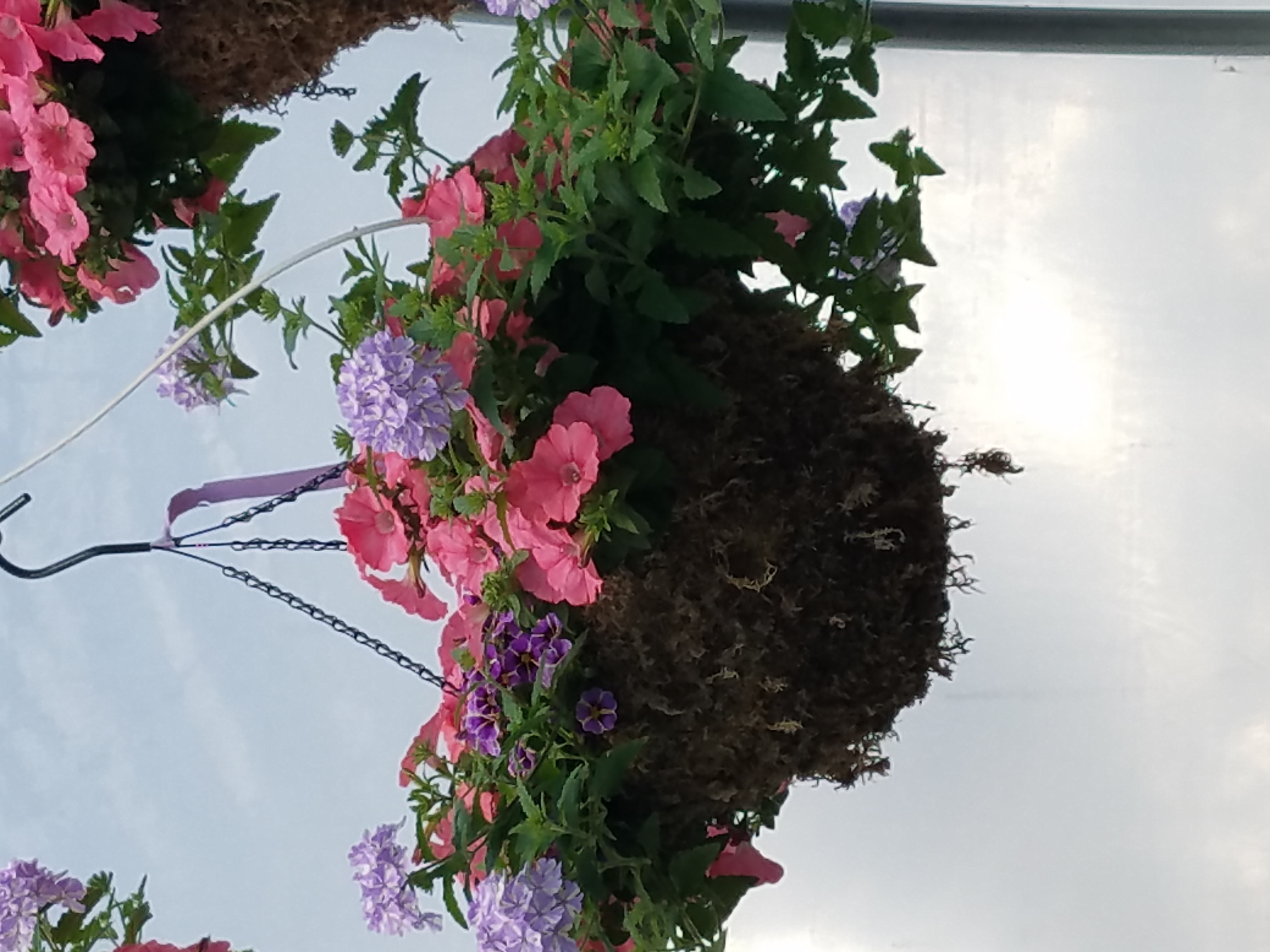 Basket Image