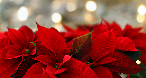 poinsettia and seasonal reference