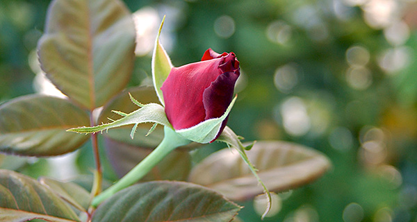 rose availability