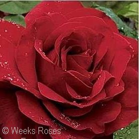All Roses