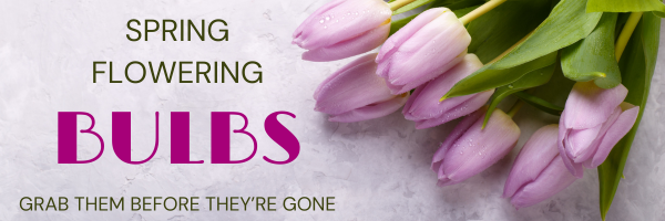 check our stock on bulbs