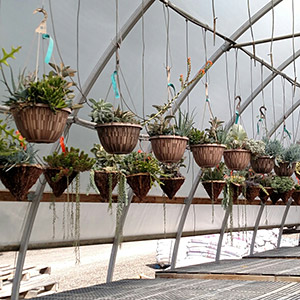 succulent hanging baskets