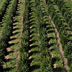 Fredericktown farm image