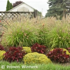 PENNISETUM ALO LEMON SQUEEZE