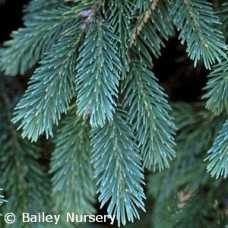 PICEA GLAUCA DENSATA