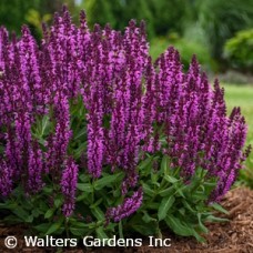 SALVIA NEM BUMBLEBERRY