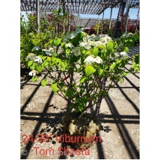 VIBURNUM PLI TOM SHASTA