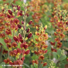 BAPTISIA CHERRIES JUBILEE