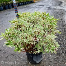 CORNUS ALBA ELEGANTISSIMA