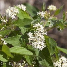 CORNUS SER FIREDANCE