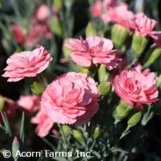 DIANTHUS ROMANCE