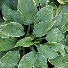 HOSTA FROSTED DIMPLES