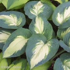 HOSTA HUDSON BAY