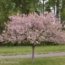 MALUS CORALBURST