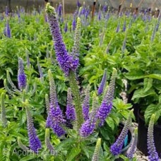 VERONICA SUNNY BORDER BLUE