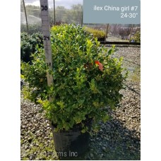 ILEX MES CHINA GIRL