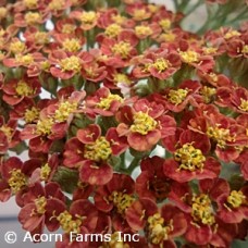 ACHILLEA SASSY SUMMER SUNSET