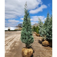 JUNIPERUS SCO MOONGLOW