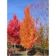 ACER FRE ARMSTRONG GOLD