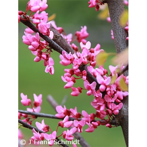 NORTHERN LITES™ REDBUD