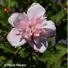 HIBISCUS SYR DOUBLE PINK