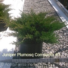 JUNIPERUS HOR PLUMOSA COMPACTA