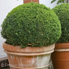 BUXUS MIC SPRINTER