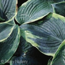 HOSTA FRANCES WILLIAMS