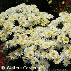 LEUCANTHEMUM ICE CREAM DREAM