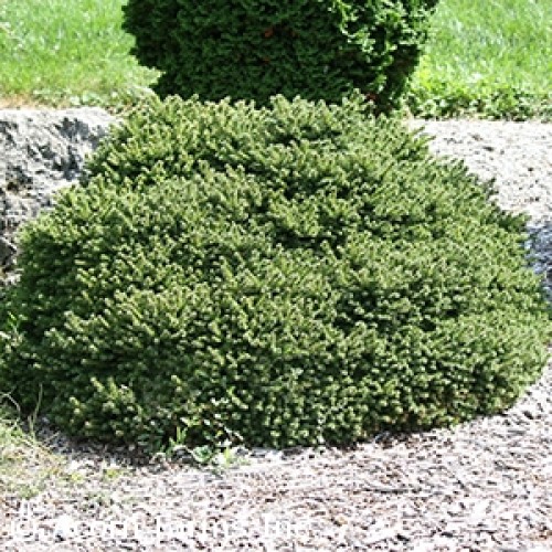 Picea Abies Little Gem