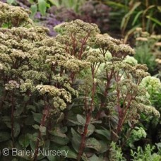 SEDUM MATRONA