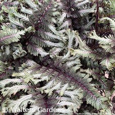 ATHYRIUM NIP CRESTED SURF