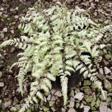 ATHYRIUM NIP PEARLY WHITE