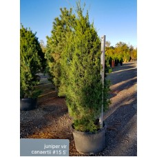 JUNIPERUS VIR CANAERTII