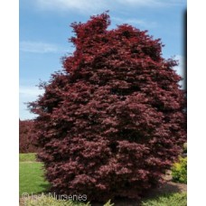 ACER PAL TWOMBLYS RED SENTINEL