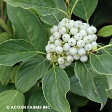 CORNUS ALBA BUDS YELLOW