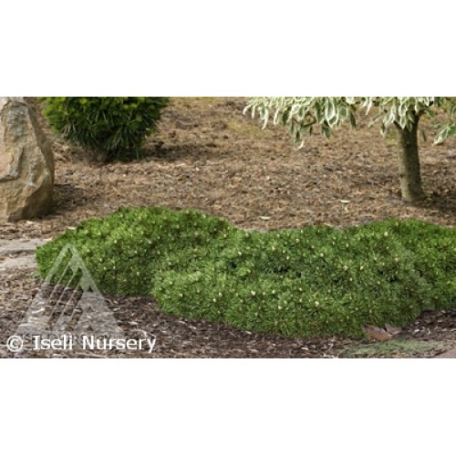 VALLEY CUSHION MUGO PINE