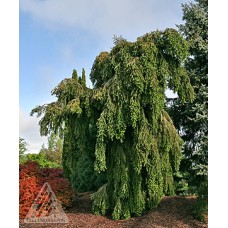 ABIES ALBA GREEN SPIRAL