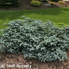 ABIES PRO GLAUCA