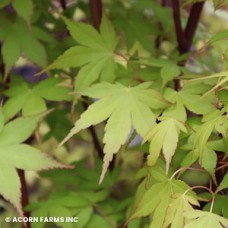 ACER PAL KATSURA