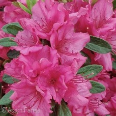 AZALEA GIRARD ROSE