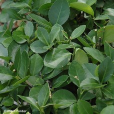 EUONYMUS KIA MANHATTAN