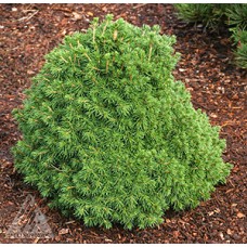 PICEA ABIES TOMPA